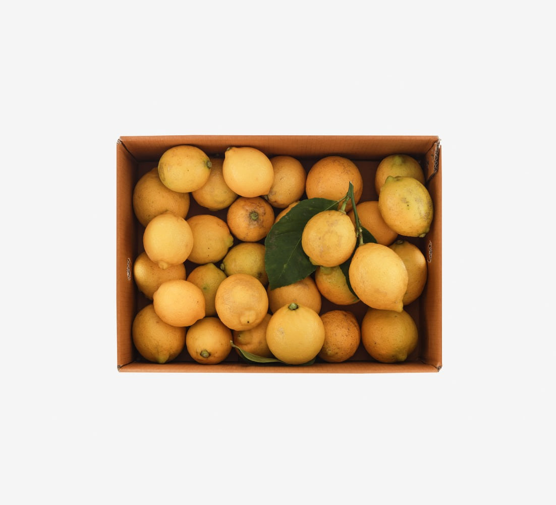[제주레몬팜]유기농 레몬 3Kg (20~25과) / 수,토 주2회 발송